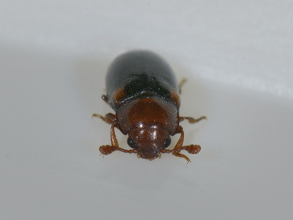 Dacne bipustulata, Erotylidae